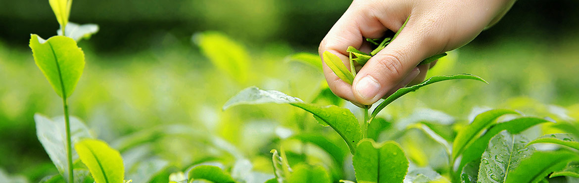 蘭嶺二級(jí)綠茶 蘭嶺二級(jí)綠茶