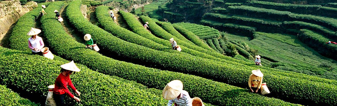 蘭嶺毛尖珍品禮盒裝 蘭嶺毛尖珍品禮盒裝